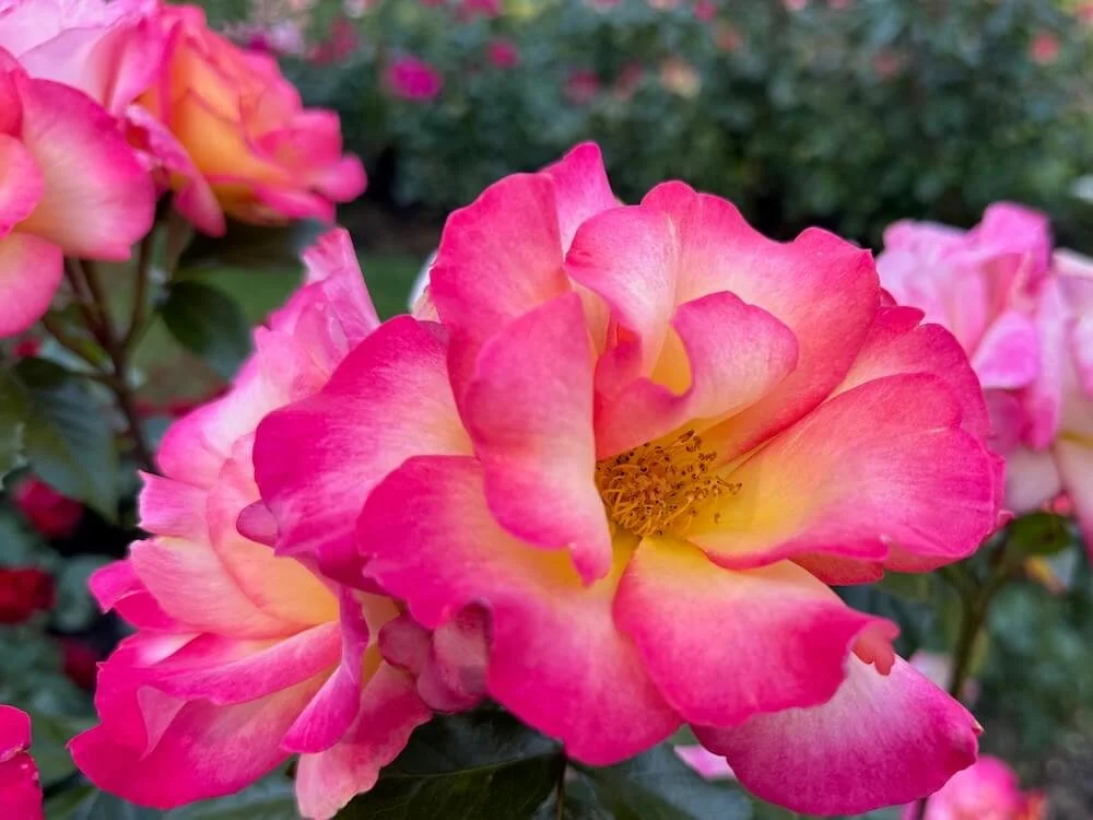 Rosa 'Betty Prior' (Betty Prior Floribunda Rose) — Northwest Blooms
